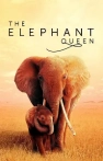 The Elephant Queen